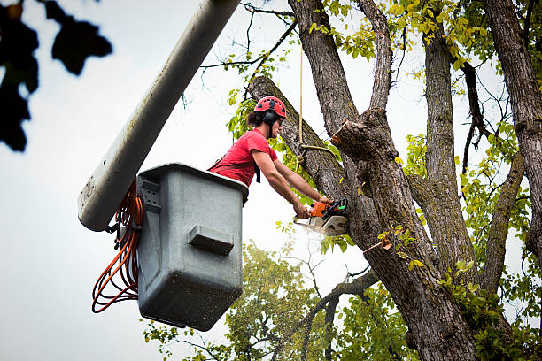 Best Tree Risk Assessment  in Whittier, CA